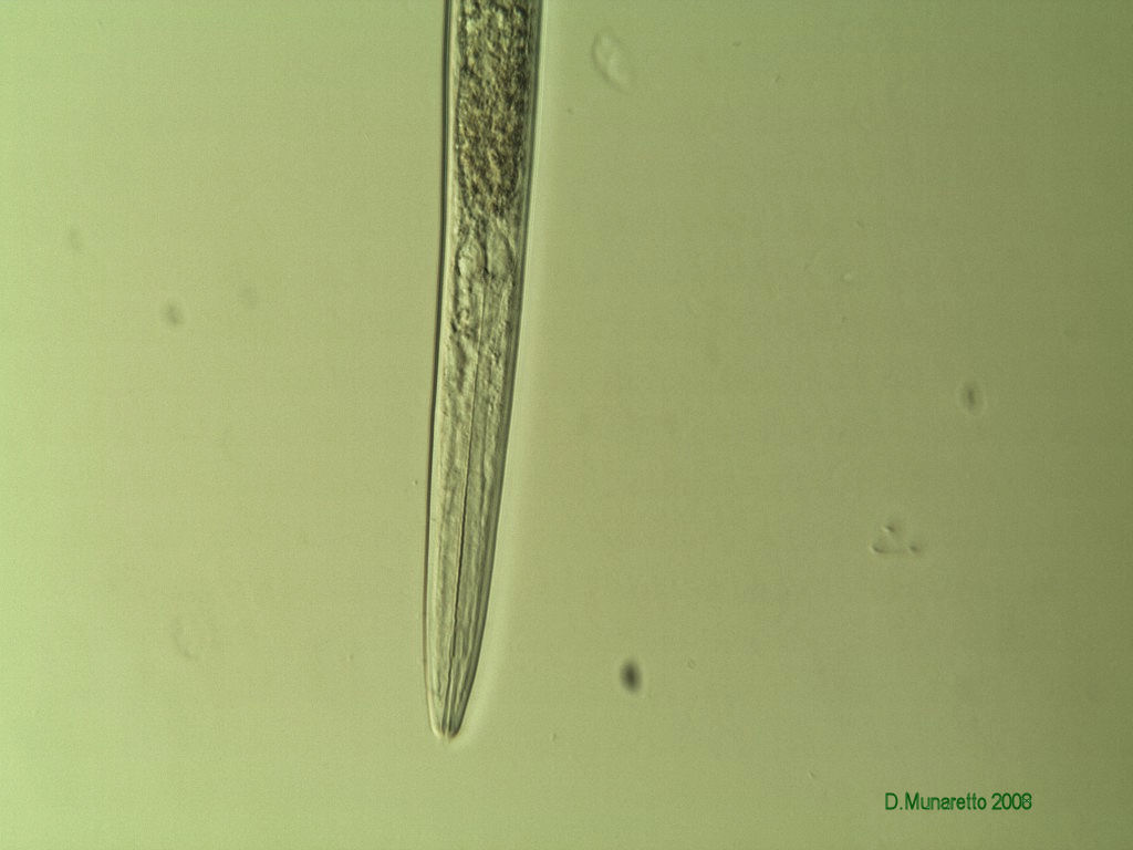NEMATODE...